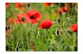 Mohn M 10